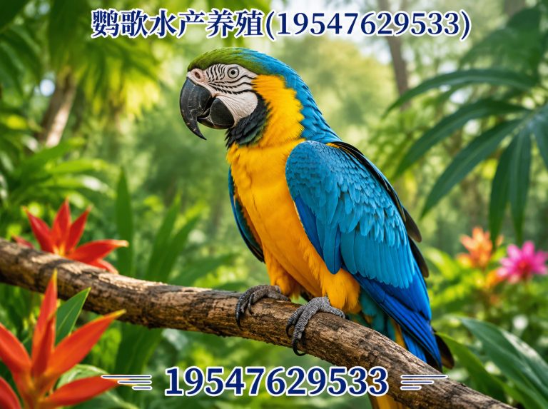 金牛区西南鹦鹉品牌展示图