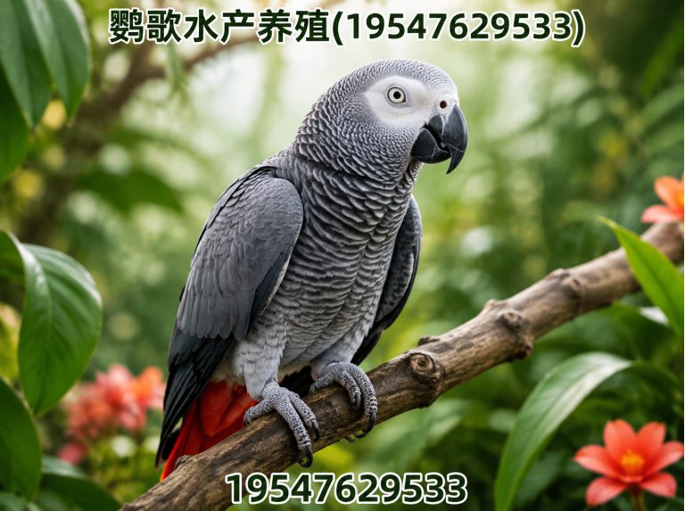 金牛区金刚鹦鹉展示图